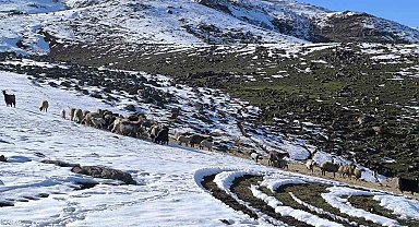 Muş'ta besiciler baharı beklerken yeniden kışa geldi