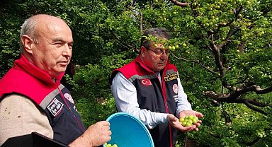 Mut'ta örtü altı erik hasadı başladı