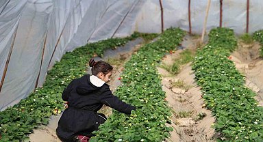 Narenciyeden umduğunu bulamayan üretici çileğe yöneldi