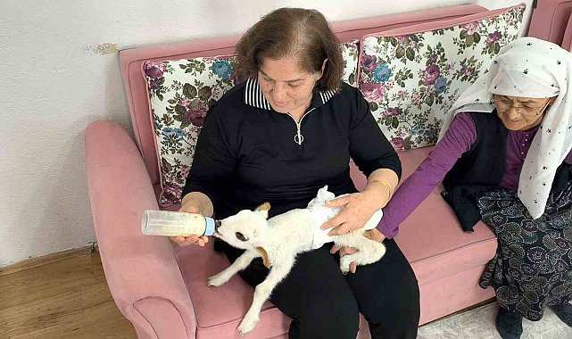 Öksüz kuzu "Balım", Şenol ailesinin şefkatiyle hayata tutundu