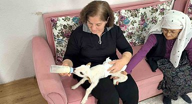 Öksüz kuzu "Balım", Şenol ailesinin şefkatiyle hayata tutundu