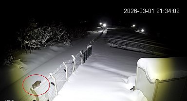 Ordu'da nesli tükenmekte olan vaşak görüntülendi