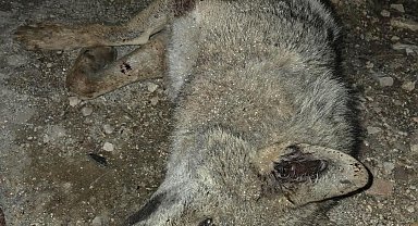 Otomobilin çarptığı kurt telef oldu