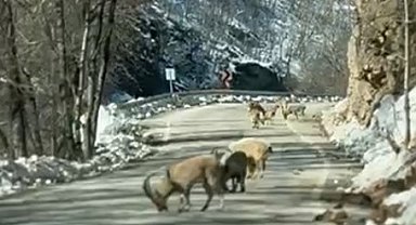 Ovacık yolunda dağ keçisi sürüsü yolu kapladı