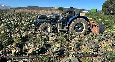 Pazarda 70 lira ama yüzbinlercesi tarlada çürüdü: Üreticiler Tarım Kredi'ye çağrı yaptı