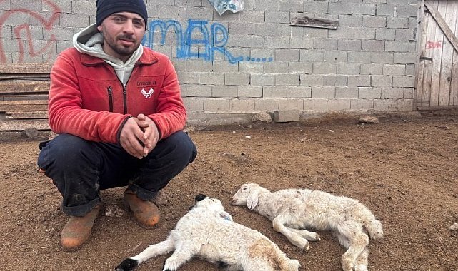 "Kuzu Septisemisi" yeni doğan kuzuları telef ediyor