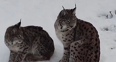 "Ormanın hayaleti" vaşak ailesi Refahiye'de havadan görüntülendi