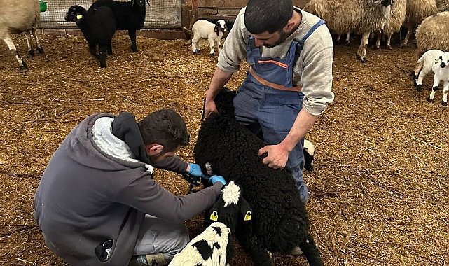Refahiye'de hayvan sağlığı için sahadalar