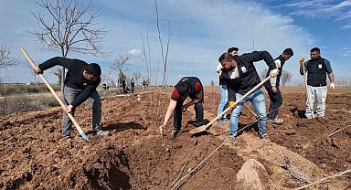 Şanlıurfa Büyükşehir Belediyesi'nden 20 bin çınarlık yeşil hamle