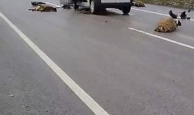 Şanlıurfa'da araç koyun sürüsüne çarptı: 10 koyun telef oldu