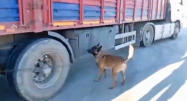 Şanlıurfa'da narkotik köpeği milyonluk uyuşturucu sevkiyatına geçit vermedi