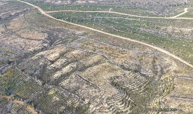 Sarıçam'da 1 milyon 200 bin fidan toprakla buluşturuldu