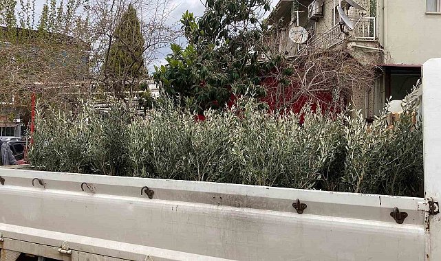 Sarıgöl'de Trilye zeytin fidanına yoğun ilgi