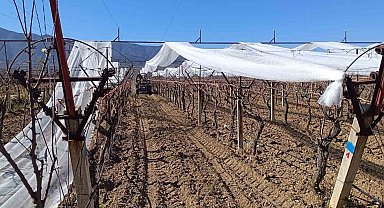 Sarıgöl'de üzüm bağları doluya karşı fileyle korunuyor