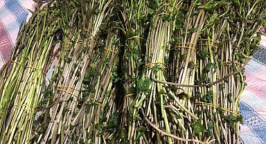 Sarıgöl'de yaban otları paraya dönüştü