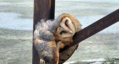 Sevimli Baykuş sokak direğinde uyuya kaldı