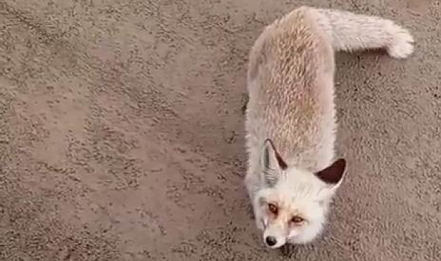 Siirt'te aç kalan tilki işçilerin yanına geldi
