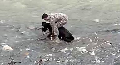 Siirt'te dereye düşen buzağı polis tarafından kurtarıldı