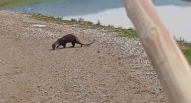 Siirt'te nesli tükenme tehlikesi altındaki su samuru görüntülendi