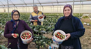 Silifke'de örtü altı çilekte bahar hasadı: Kilosu 140 ile 160 TL arasında