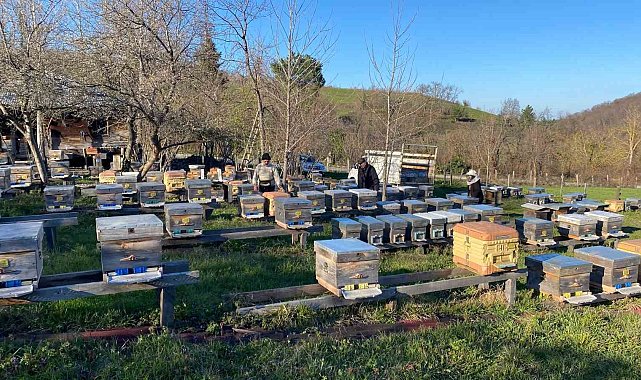 Sinop'ta soğuk hava arıcılığı olumsuz etkiliyor