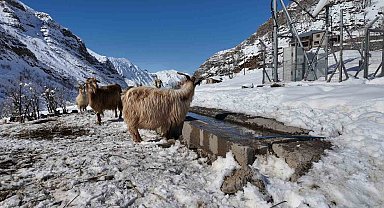 Şırnak'ta keçi besiciliği gittikçe yok oluyor
