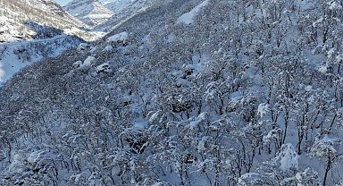 Şırnak'ta ormanlık alan beyaza büründü