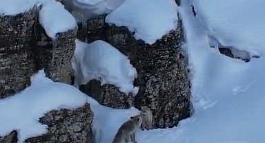 Şırnak'ta tilkiler kar üstünde yiyecek ararken görüntülendi