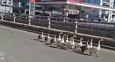 Sivas'ta kazların geçidi böyle görüntülendi