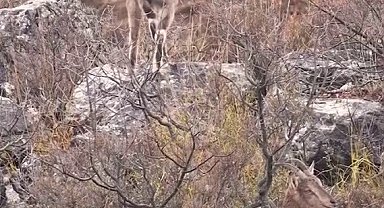 Sivas'taki vahşi yaşam, Milli Parklar kamerasına yansıdı