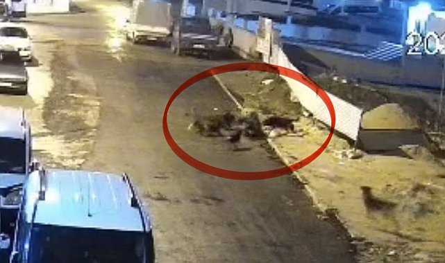Sokak köpeklerinin dehşeti kamerada: Teravih dönüşü yaşlı kadına saldırdılar