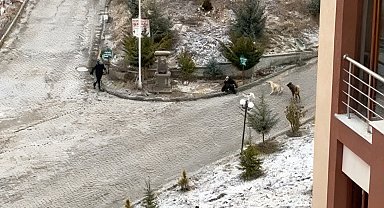 Sokak köpeklerinin saldırısına uğrayan kadını vatandaşlar kurtardı: O anlar kamerada