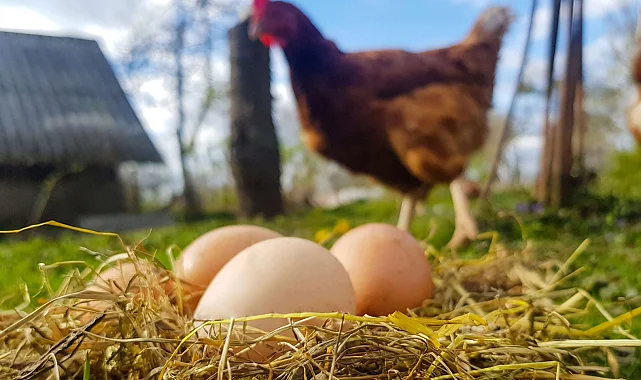 Tavuk yumurtası üretimi yüzde 15,1 arttı