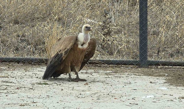Tedavi edilen yaban kuşları özgürlüğe kanat çırpmaya hazır