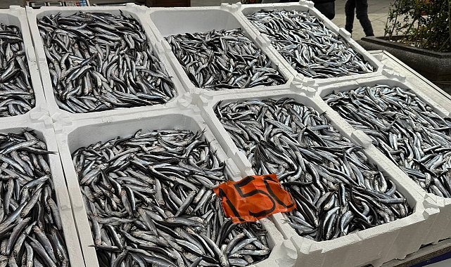 Tezgahlarda hamsinin son günleri: Kilosu 150 liradan satılıyor
