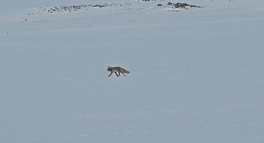 Tilkiler yol kenarında yiyecek aradı