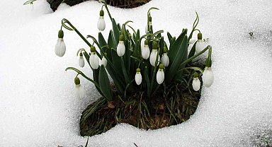 Toros kardeleni için kontrollü üretim ve ihracat modeli sürdürülüyor