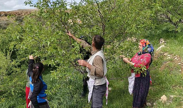 Turfanda çağla hasadı erken başladı