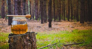 Türk çam balı için Ar-Ge atağı