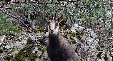 Türkiye'de en düşük rakımda sadece Gümüşhane'de görülüyor