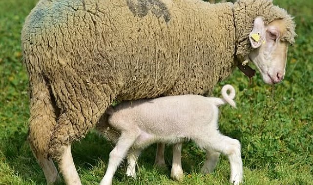 Üniversitenin yavru kuzuları anaları ile buluştu