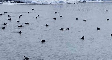Van'da Kaz Gölü kuşların mekanı oldu
