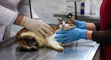 Yaralı kediye Büyükşehir şefkati