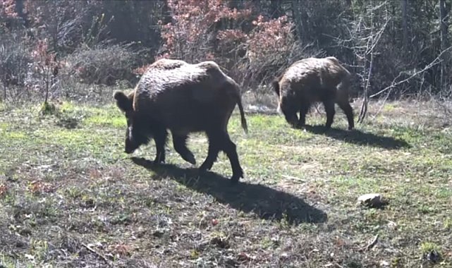 Yiyecek arayan yaban hayvanları fotokapanla görüntülendi