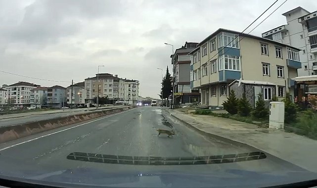 Yoldan geçerken arabanın altında kalan kedi koşarak kaçtı: O anlar araç kamerasına saniye saniye yansıdı