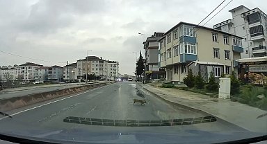 Yoldan geçerken arabanın altında kalan kedi koşarak kaçtı: O anlar araç kamerasına saniye saniye yansıdı