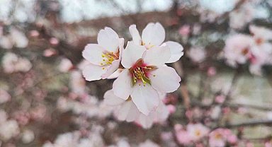 Yozgat'ta mart ayında bahar tablosu