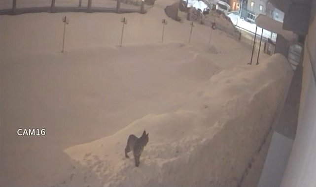 Yüksekova şehir merkezinde vaşak görüntülendi