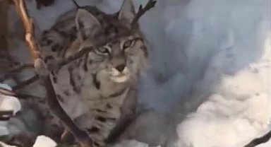 Yüksekova'da yerleşim alanına inen vaşak görüntülendi