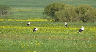 Yüksekova'nın biyoçeşitliliği kayıt altına alınacak